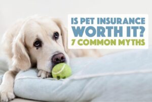 Pet Insurance Is It Worth It for Your Furry Friend? Pet Insurance Is It Worth It for Your Furry Friend?
